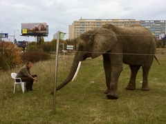 Elephantidae