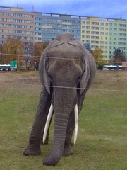 Elephantidae