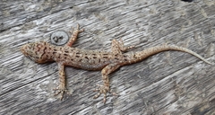 Gekko monarchus