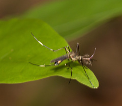 Toxorhynchites splendens
