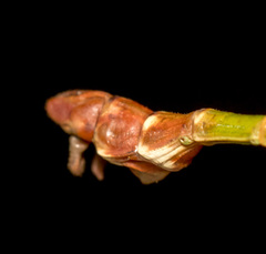 Phraortes stomphax