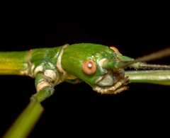 Phraortes stomphax