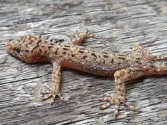Gekko monarchus