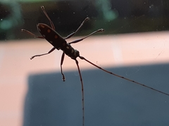 Olenecamptus siamensis