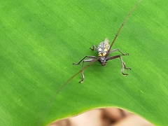 Olenecamptus siamensis