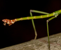 Phraortes stomphax