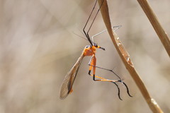 Harpobittacus