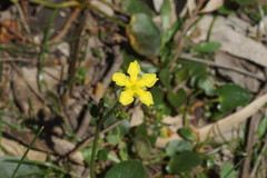 Ornduffia reniformis