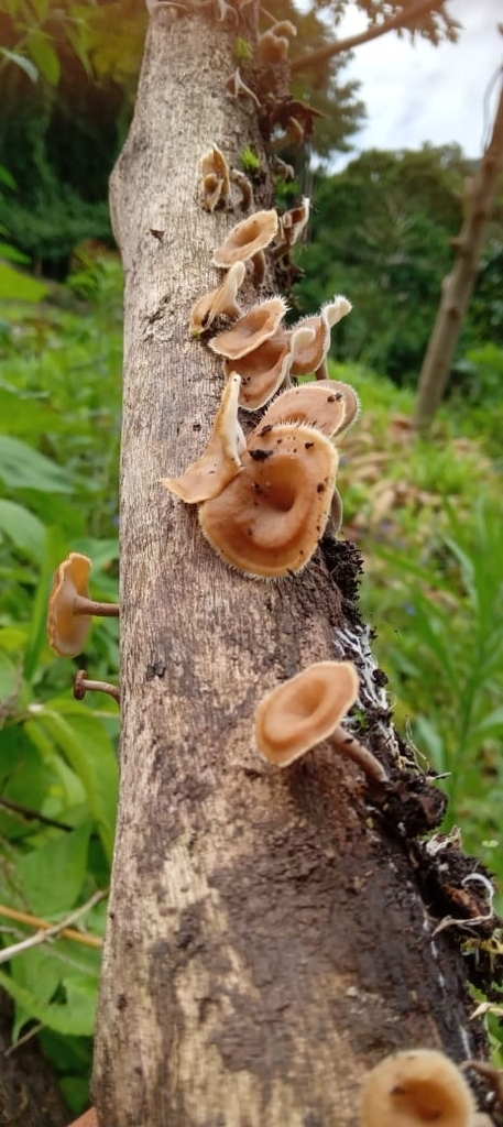 Lentinus flexipes · May 2023 · photo: © floroortizcontreras (iNaturalist, cc-by)