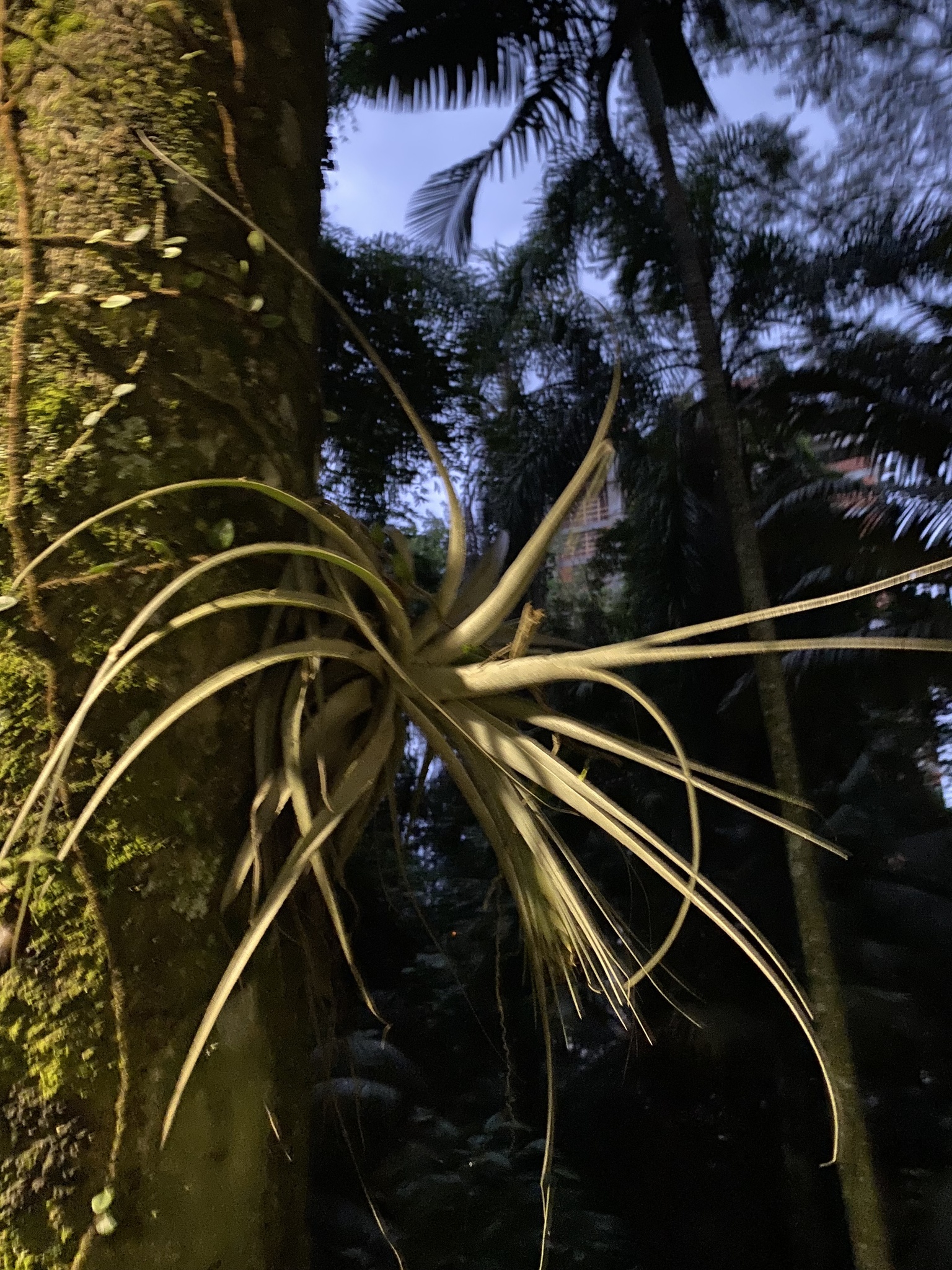 Tillandsia gardneri