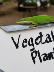 Anolis carolinensis