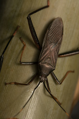 Notobitus meleagris