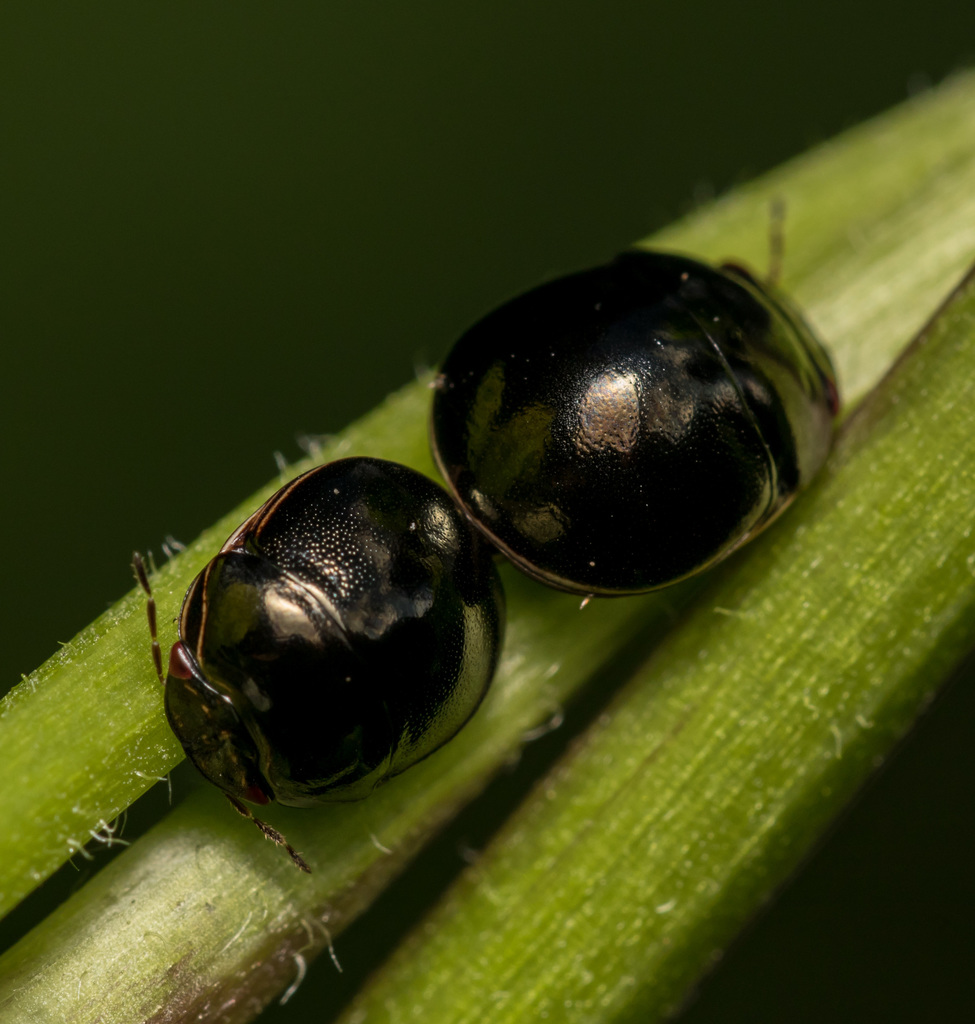 Black bean bug