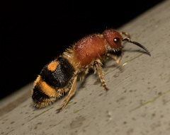 Odontomutilla uranioides
