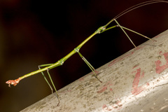 Phraortes stomphax