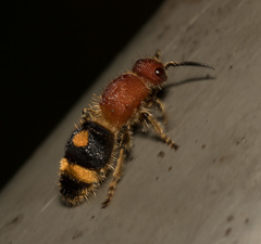 Odontomutilla uranioides
