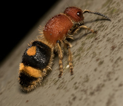 Odontomutilla uranioides