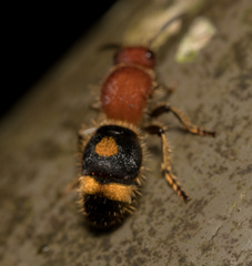 Odontomutilla uranioides