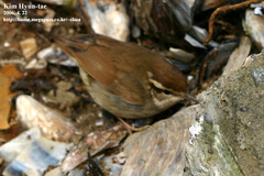 Urosphena squameiceps