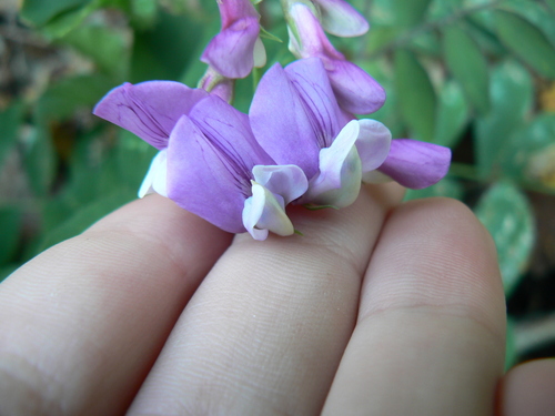 Image of Lathyrus polyphyllus by (c) elik03, some rights reserved (CC BY)