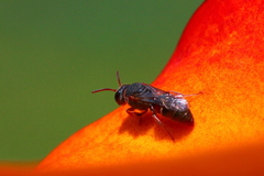 Hylaeus heraldicus