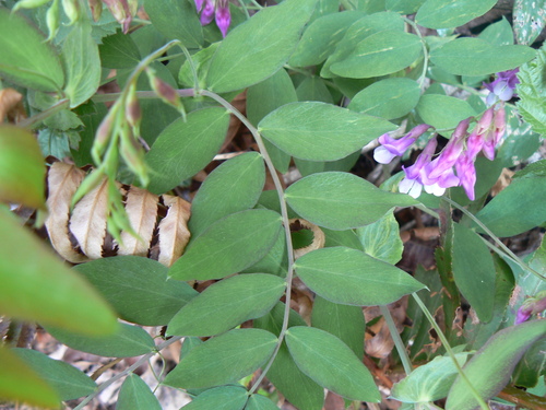 Image of Lathyrus polyphyllus by (c) elik03, some rights reserved (CC BY)