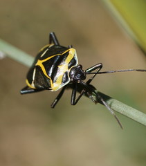Commius elegans