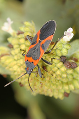 Lygaeus kalmii angustomarginatus