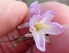 Heliophila carnosa
