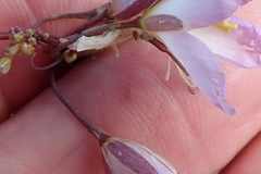 Heliophila carnosa