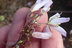 Heliophila carnosa