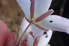 Heliophila carnosa