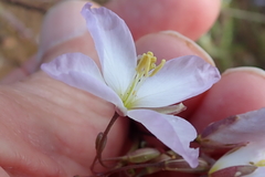 Heliophila carnosa
