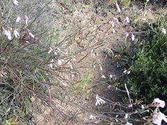 Heliophila carnosa