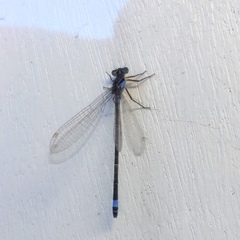 Ischnura heterosticta
