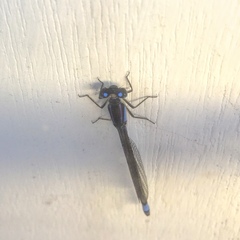 Ischnura heterosticta