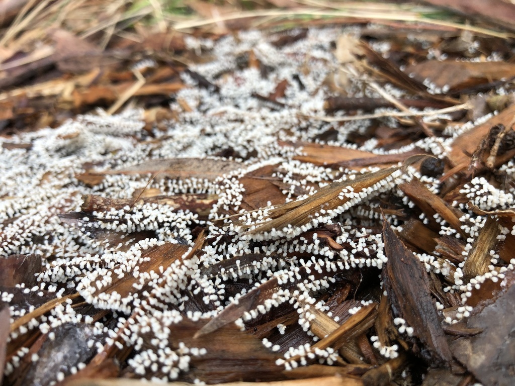 White-footed Slime from Mount Eliza Secondary College, Mount Eliza, VIC ...