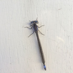 Ischnura heterosticta