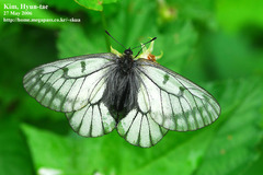 Parnassius stubbendorfii