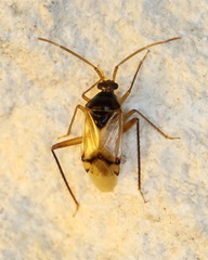 Eustictus