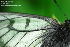 Parnassius stubbendorfii