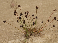 Juncus sonderianus