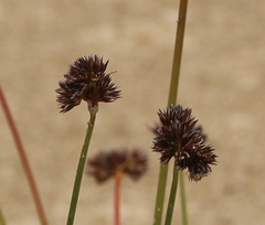 Juncus sonderianus