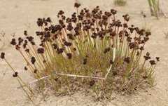 Juncus sonderianus