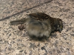 Zonotrichia albicollis