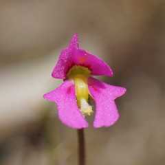 Stylidium ecorne