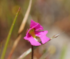 Stylidium ecorne