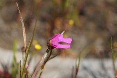 Stylidium ecorne
