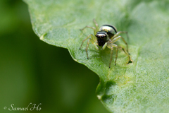 Phintella accentifera