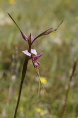 Diuris daltonii
